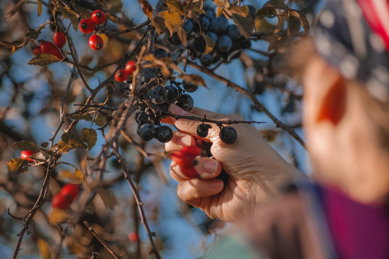 Fruit Tree Pruning Basics